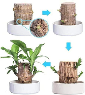 Brazilian Lucky Wood, Mini Home Plant Decorations (Pack of 2)